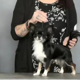 Bandit - Chihuahua