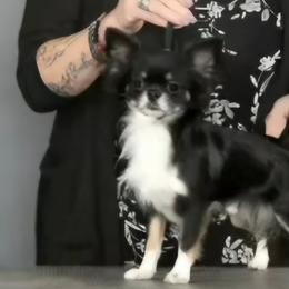 Bandit - Chihuahua