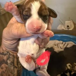 Girl 4 - Red female Dachshund puppy in Paisley, Florida from Pantheon Dachshunds
