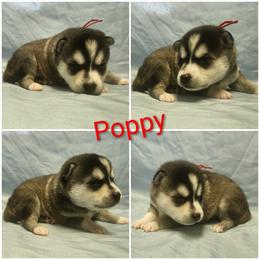 Poppy - Black and white female Alaskan Klee Kai puppy in Byron Center, Michigan from Family Friendly Labradors & Klee Kai