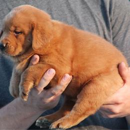 Ginger Snap - Yellow female Labrador Retriever puppy in Morriston, Florida from Penny Lane Labradors