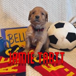 Jamie Tartt - Golden male Golden Retriever puppy in Salt Lake City, Utah from Soaring golden retrievers