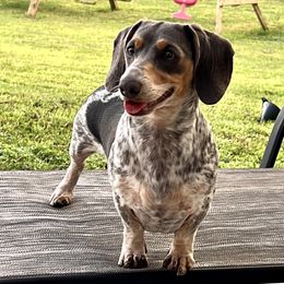 Navi - Dachshund