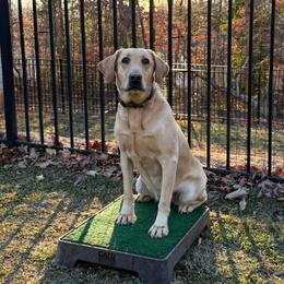 Flirt - Labrador Retriever
