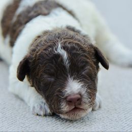 Lulu - Brown roan female Lagotto Romagnolo puppy in St. Augustine, Florida from LBK & Ancient City