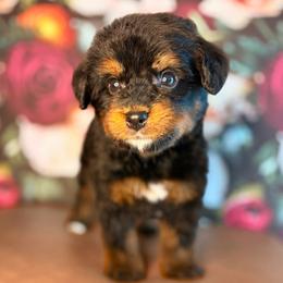 Katmai - Phantom male Bernedoodle puppy in Travelers Rest, South Carolina from Bernedoodle.do