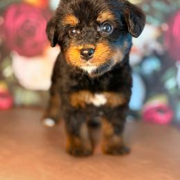 Katmai - Phantom male Bernedoodle puppy in Travelers Rest, South Carolina from Bernedoodle.do