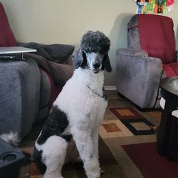 Zina - Poodle