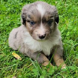 Feldspar - Blue merle male Miniature Australian Shepherd puppy in Sunbury, Pennsylvania from Elemental Mini Aussies