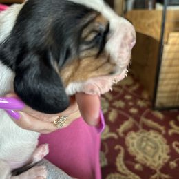 Basset Hound Puppies from Basset Hound Puppies of Michigan