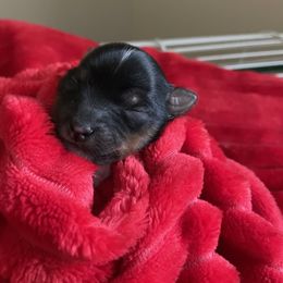 Paul - Parti male Yorkshire Terrier puppy in Carleton, Michigan from Jo Smallwood