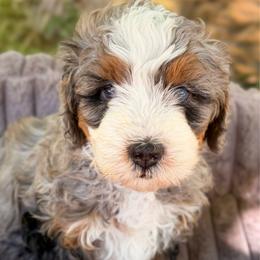 Gwen - Merle female Bernedoodle puppy in Sandy, Oregon from MC Doodles
