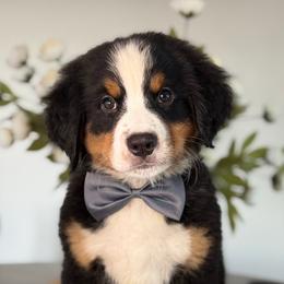 Aspen - Gray Boy - male Bernese Mountain Dog puppy in Redlands, California from Kiss The Doodlez