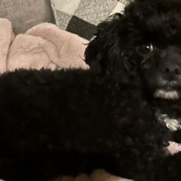 Poodles from Tiffany's Poodles
