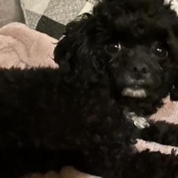 Poodles from Tiffany's Poodles