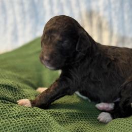 Brown and white boy - male Golden Mountain Doodle puppy in Blue Springs, Missouri from Jeanie’s Doodles