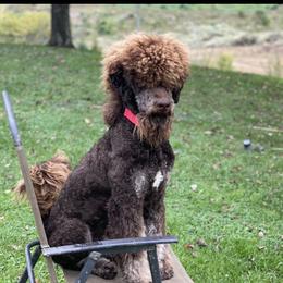 Roco  - Goldendoodle