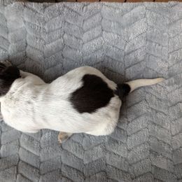 Boy 2 - Brown and gray male Wirehaired Pointing Griffon puppy in Rancho Cordova, California from American River Wirehaired Pointing Griffons
