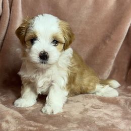 Taffy - Fawn female Havanese puppy in Maryville, Missouri from Dreamworks Havanese