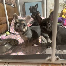 French Bulldog Puppies from Fancy Frenchies