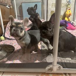 French Bulldog Puppies from Fancy Frenchies