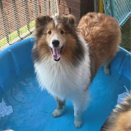 Shetland Sheepdog puppies from Candescent Shetland Sheepdogs
