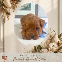 Pecan - Apricot male Goldendoodle puppy in Norcross, Georgia from Teddy Puppies