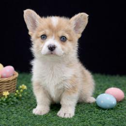 Missy - Blue merle and white female American Corgi puppy in Missouri from Country Legends Aussies & Corgis