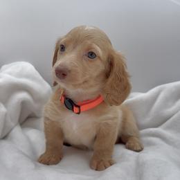 Orange - Cream male Dachshund puppy in Goodyear, Arizona from AZ Royal Doxies llc