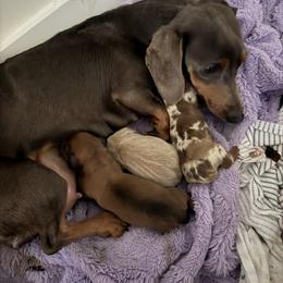 Dachshund Puppies from Little Long Weens