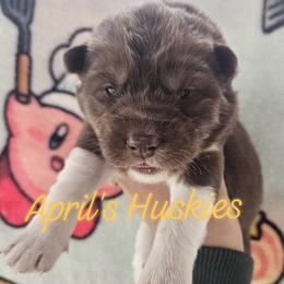 Yellow collar girl - Red and white female Siberian Husky puppy in Terre Haute, Indiana from April's Huskies
