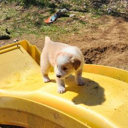 Wyatt Earp - Sable and white English Shepherd puppy in Columbia, Connecticut from Tranquil Morning Farm