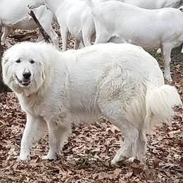 Great Pyrenees from Pony Trail Farm