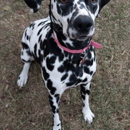 Dalmatians from Shelbys Pawsome Dalmatians