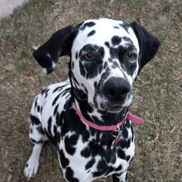 Dalmatians from Shelbys Pawsome Dalmatians