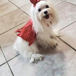 Summer - Maltese