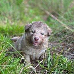 Male 1 - male Native American Indian Dog puppy in Green Creek, North Carolina from NAID Preservation Project: Corn Moon Medicine Dogs