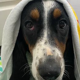 Basset Hounds from Finley River Puppies