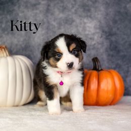 KITTY - Black tri female Miniature American Shepherd puppy in Puyallup, Washington from TRAILS END Minis