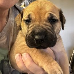 Belle - Fawn female Boerboel puppy in Bon Aqua, Tennessee from Erickson Ranch Boerboels