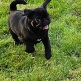 Companion Cross Puppies from Schuster's Pups