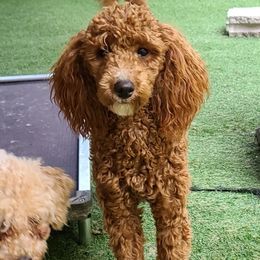 CHICKEN - Poodle