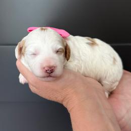K- PINK GIRL - Parti female Goldendoodle puppy in Lewisville, Texas from Texas Goldendoodle Lovers
