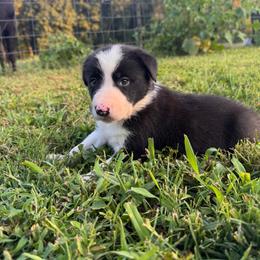 Harper - Black and white female Border Collie puppy in Chattanooga, Tennessee from Ross Vegas Kennels