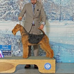 Hannah  - Airedale Terrier