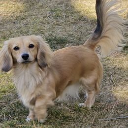 Winter - Dachshund