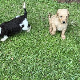 Goldendoodle Puppies from Marion's Doodles