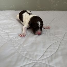 Poodle Puppies from Genesis Kinnibrugh
