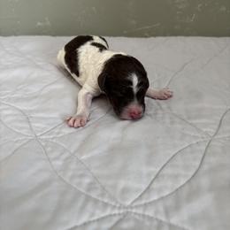 Poodle Puppies from Genesis Kinnibrugh