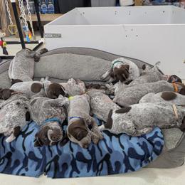 German Shorthaired Pointer puppies from Halestorm Kennel